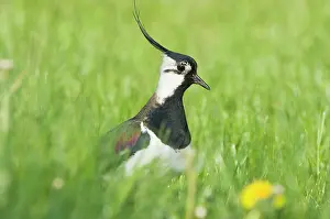 Lapwings: Northern Lapwing - Male in breeding season