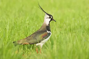 Lapwings: Northern Lapwing - Male in breeding season