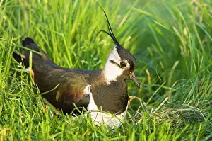 Lapwings: Northern Lapwing - Male on nest