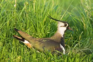 Lapwings: Northern Lapwing - Male on nest