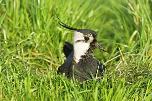 Lapwings: Northern Lapwing - Male on nest