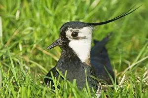 Lapwings: Northern Lapwing - Male on nest