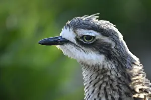 Lapwing: Northern lapwing (Vanellus vanellus), animal portrait