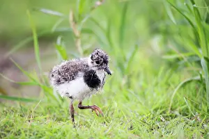 Move: Northern lapwing (Vanellus vanellus), young running
