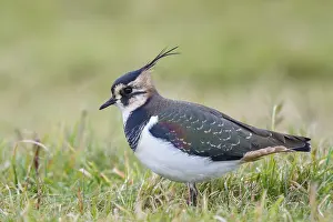 Dutch: Northern Lapwing (Vanellus vanellus)