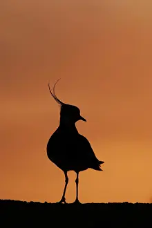 Chain: Northern lapwing (Vanellus vanellus) adult bird