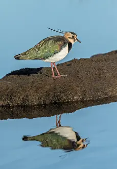 Lapwing: Northern lapwing, Vanellus vanellus, feeding on