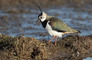 Polder: Northern Lapwing (Vanellus vanellus) foraging o