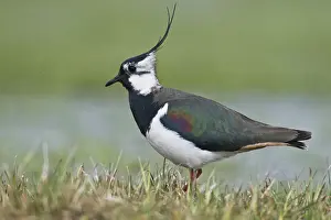 Lapwing: Northern lapwing (Vanellus vanellus), Lower Saxony