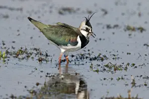 Making: Northern Lapwing (Vanellus vanellus) making cou
