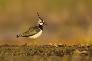 Lapwing: Northern Lapwing (Vanellus vanellus), North