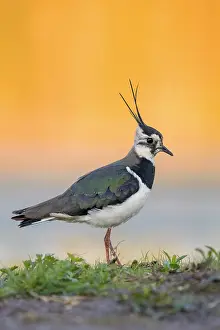 Crests: Northern Lapwing (Vanellus vanellus), side view