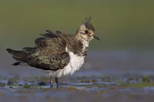 Lapwing: Northern Lapwing (Vanellus vanellus) waking up