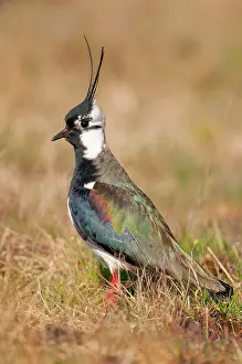 Vanellus: Northern lapwing (Vanellus vanellus) in a wet meadow