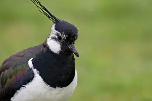 Lapwing: Northern lapwing (Vanellus vanellus), on a wet meadow