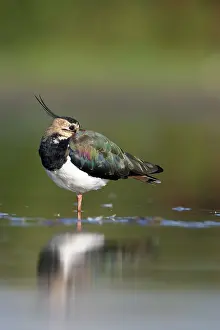 Shallows: Northern Lapwing - Waterlevel perspective of adult
