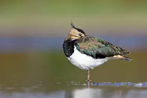 Shallows: Northern Lapwing - Waterlevel perspective of adult