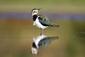 Shallows: Northern Lapwing - Waterlevel perspective of adult