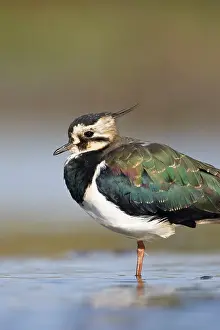 Shallows: Northern Lapwing - Waterlevel perspective of adult