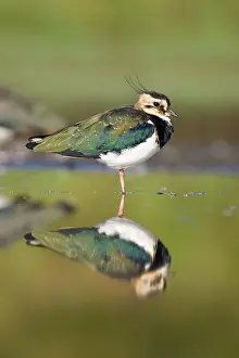 Shallows: Northern Lapwing - Waterlevel perspective of adult