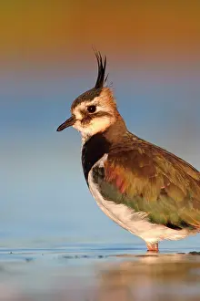 Shallows: Northern Lapwing - Waterlevel perspective of adult