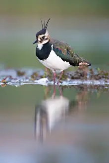 Shallows: Northern Lapwing - Waterlevel perspective of adult