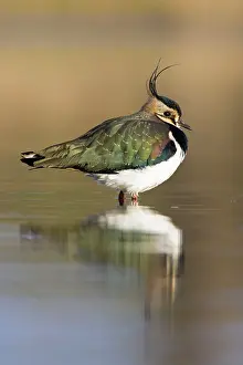 Shallows: Northern Lapwing - Waterlevel perspective of adult