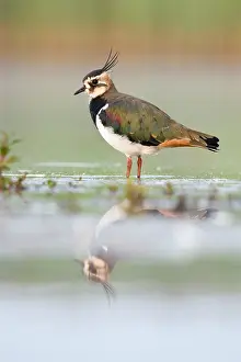 Waterlevel: Northern Lapwing - Waterlevel perspective of bird