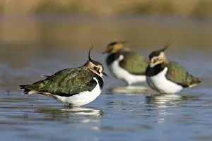 Shallows: Northern Lapwing - Waterlevel perspective of birds