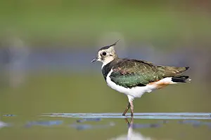 Shallows: Northern Lapwing - Waterlevel perspective of immature