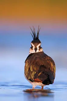 Waterlevel: Northern Lapwing - Waterlevel perspective, showing