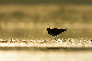 Shallows: Northern Lapwing - Waterlevel silhouette of bird