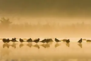 Shallows: Northern Lapwing - Waterlevel silhouette of birds