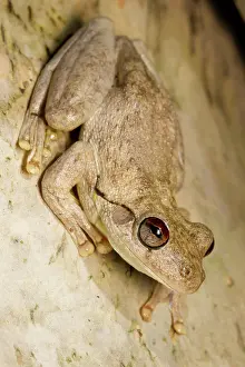 Litoria: Northern Laughing Treefrog