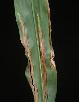 Poaceae: Northern Leaf Blight on Sorghum leaf