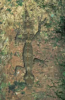 Cornutus: Northern Leaf-tailed Gecko