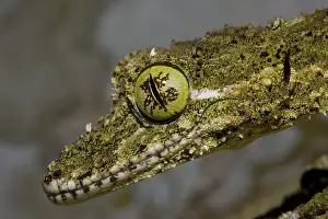 Cornutus: Northern Leaf-tailed Gecko