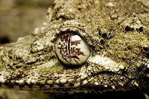 Cornutus: Northern leaf-tailed gecko
