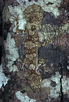Cornutus: Northern Leaf Tailed Gecko - Camouflaged against