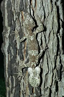 Cornutus: Northern Leaf Tailed Gecko - Camouflaged against