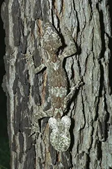 Cornutus: Northern leaf-tailed gecko (Phyllurus cornutus)