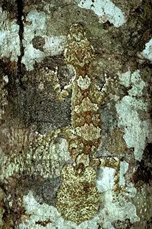 Cornutus: Northern leaf-tailed gecko (Phyllurus cornutus)