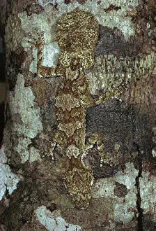 Cornutus: Northern leaf-tailed gecko (Phyllurus cornutus)