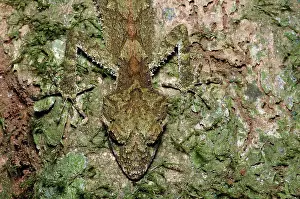 Inspiration: Northern Leaftail Gecko in camouflage