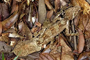 Cornutus: Northern Leaftail Gecko (Saltuarius cornutus)