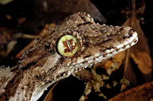 Cornutus: Northern Leaftail Gecko (Saltuarius cornutus)