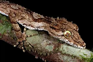 Cornutus: Northern Leaftail Gecko (Saltuarius cornutus)
