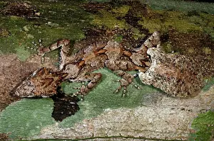Cornutus: Northern Leaftail Gecko (Saltuarius cornutus)