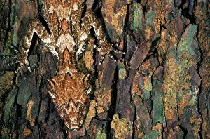 Cornutus: Northern Leaftail Gecko (Saltuarius cornutus)