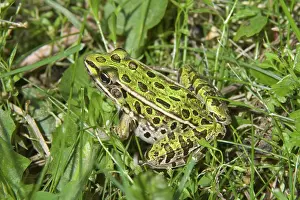 Pipiens: Northern Leopard Frog